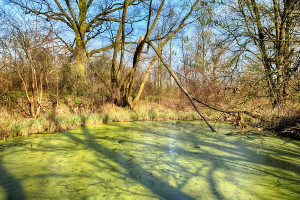 Acuífero Cerca Wroclaw Polonia Exuberante Pantano Verde Sol Asoma Través — Foto de Stock