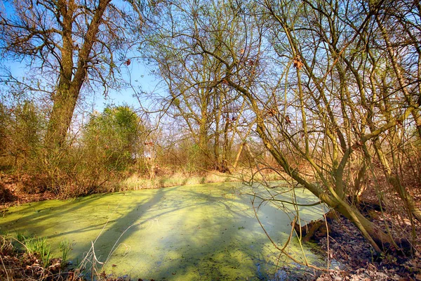 Aquifer Közelében Wroclaw Lengyelország Buja Zöld Mocsárban Nap Less Vastag — Stock Fotó