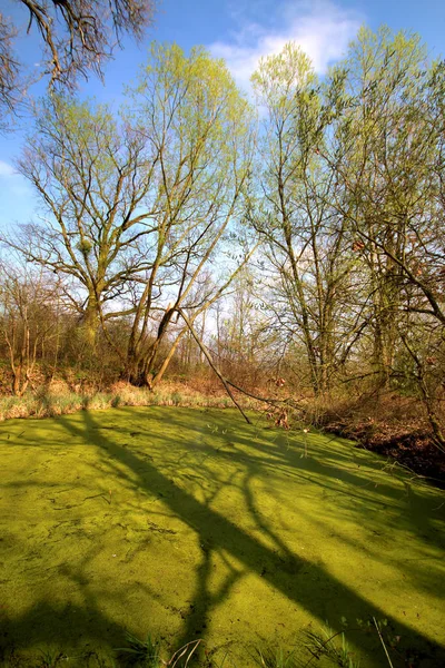 Aquifer Perto Wroclaw Polónia Pântano Verde Exuberante Sol Está Espreitando — Fotografia de Stock