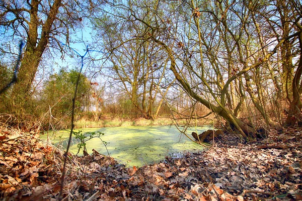 Aquifer Wroclaw Poland Lush Green Swamp Sun Peeking Thick Foliage — Stock Photo, Image