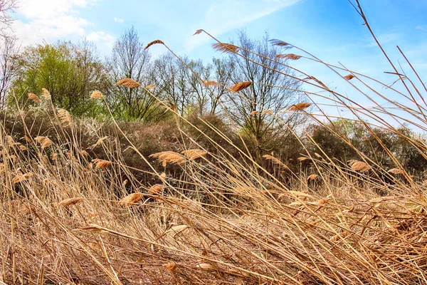 Aquifère Près Wroclaw Pologne Nature Sauvage Intacte Magnifique Paysage Naturel — Photo