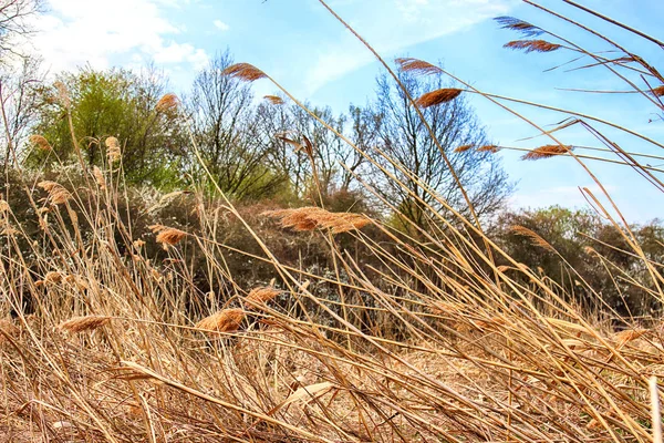 Aquifère Près Wroclaw Pologne Nature Sauvage Intacte Magnifique Paysage Naturel — Photo