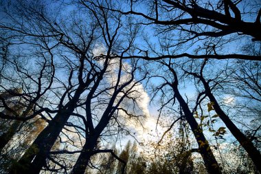 Wroclaw, Polonya yakınındaki aquifer. Güneş ışınları ile büyülü derin orman. Muhteşem bir manzara. Vahşi, dokunulmamış doğa. Güneşli, bahar günü.