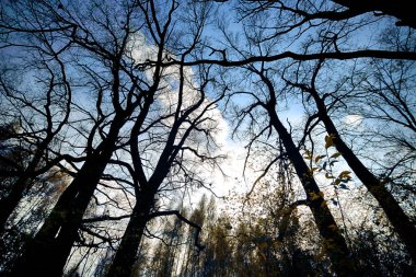 Wroclaw, Polonya yakınındaki aquifer. Güneş ışınları ile büyülü derin orman. Muhteşem bir manzara. Vahşi, dokunulmamış doğa. Güneşli, bahar günü.