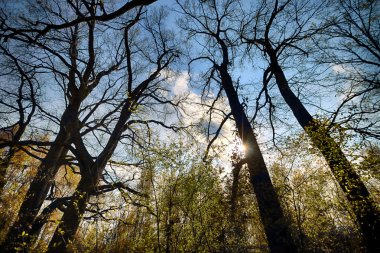 Wroclaw, Polonya yakınındaki aquifer. Güneş ışınları ile büyülü derin orman. Muhteşem bir manzara. Vahşi, dokunulmamış doğa. Güneşli, bahar günü.