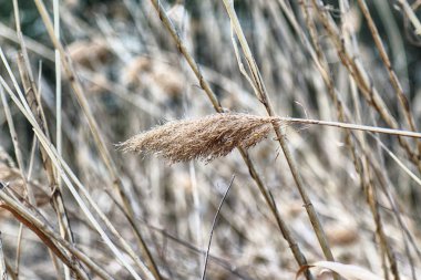 Oder Nehri'nin kıyısında ki saz. Wroclaw, Polonya yakınlarındaki Akifer. Vahşi, el değmemiş doğa.