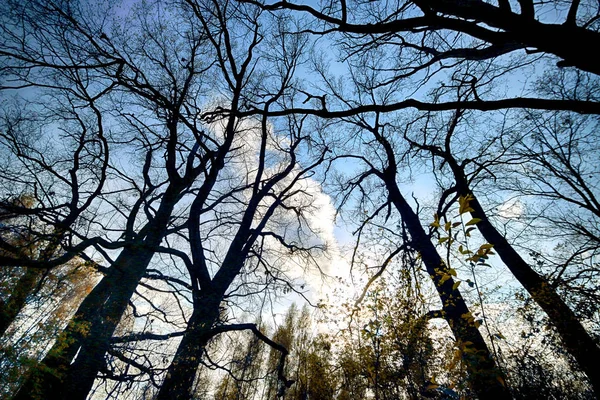 폴란드 브로츠와프 근처의 광선이 마법의 숲입니다 화려한 풍경입니다 손길이 — 스톡 사진