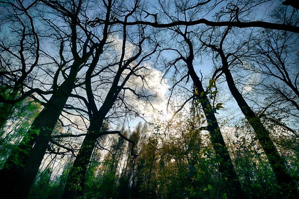 Aquifer Wroclaw Poland Magical Deep Forest Sun Rays Gorgeous Landscape — Stock Photo, Image