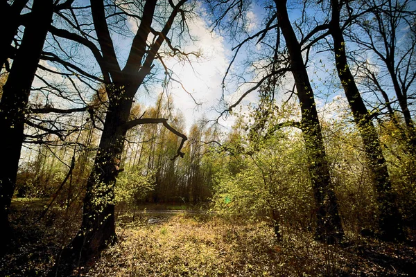 Aquifer Wroclaw Poland Magical Deep Forest Sun Rays Gorgeous Landscape — Stock Photo, Image