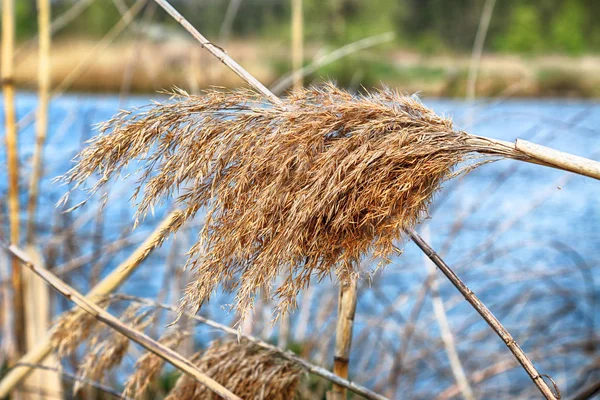 Reed Margem Rio Oder Aquifer Perto Wroclaw Polónia Natureza Selvagem — Fotografia de Stock