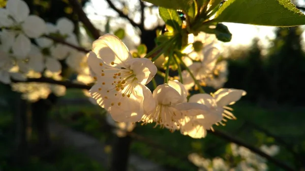 Цветок Сливы Mirabelle Известный Чернослив Вишневая Слива Prunus Domestica — стоковое фото