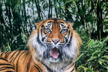 Wroclaw, Polonya - 20 Mayıs 2019: Sumatran kaplanı (Panthera tigris sumatrae) Endonezya 'nın Sumatra adasında bulunan nadir bir kaplan popülasyonu. Wroclaw, Polonya Hayvanat Bahçesi.