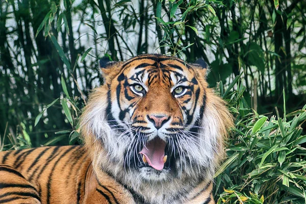 Вроклав Польша Мая 2019 Года Суматранский Тигр Panthera Tigris Sumatrae — стоковое фото