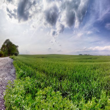 Wroclaw, Polonya yakınlarındaki Mayıs ayı sonunda güzel, renkli alanlar.