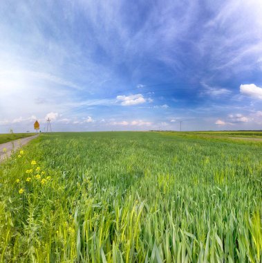 Wroclaw, Polonya yakınlarındaki Mayıs ayı sonunda güzel, renkli alanlar.