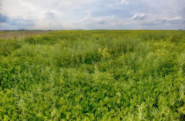 Wroclaw, Polonya yakınlarındaki Mayıs ayı sonunda güzel, renkli alanlar.