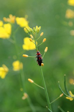 Wroclaw, Polonya yakınlarındaki Mayıs ayı sonunda güzel, renkli alanlar.