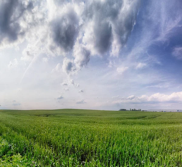 Beautiful, colorful fields at the end of May near Wroclaw, Poland.