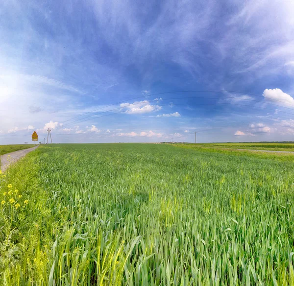 Beautiful, colorful fields at the end of May near Wroclaw, Poland.