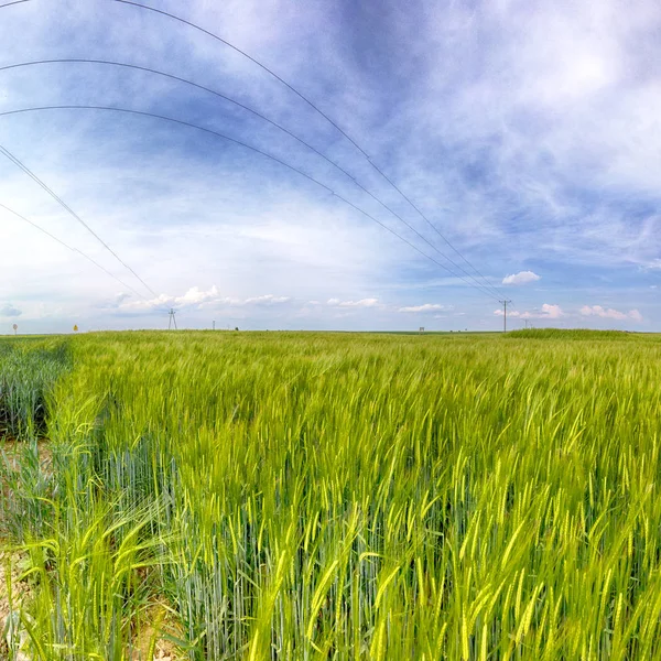 Système Dirrigation Agricole Arrosage Champ De Maïs Au