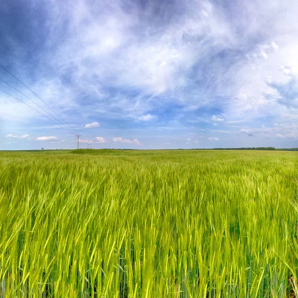 Beautiful, colorful fields at the end of May near Wroclaw, Poland.