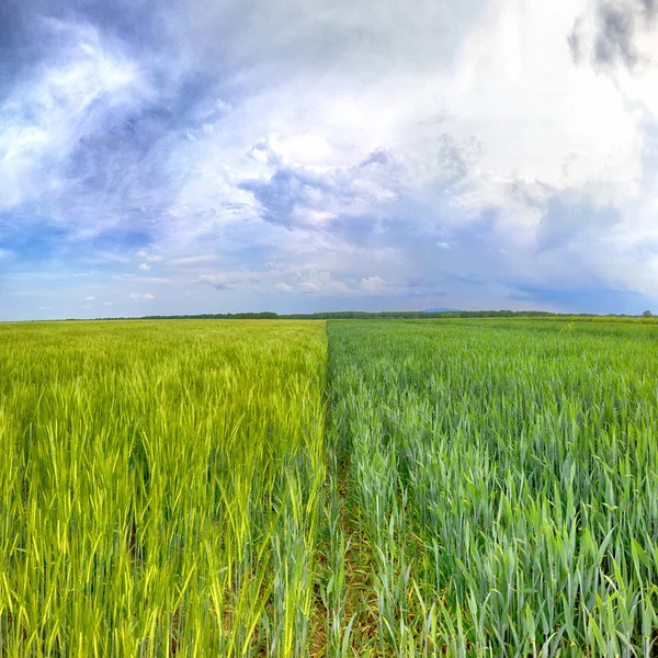 Beautiful, colorful fields at the end of May near Wroclaw, Poland.