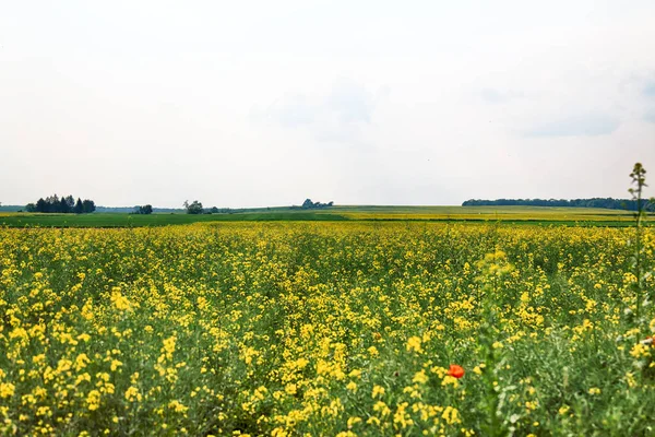 Beautiful, colorful fields at the end of May near Wroclaw, Poland.