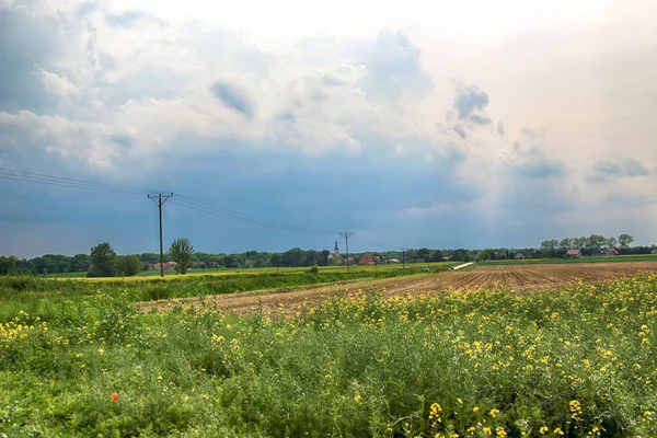 Beautiful, colorful fields at the end of May near Wroclaw, Poland.