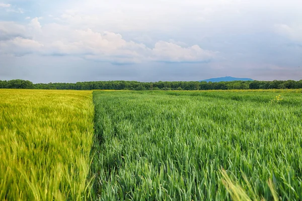 Beautiful, colorful fields at the end of May near Wroclaw, Poland.