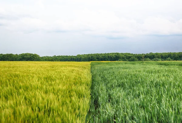 Beautiful, colorful fields at the end of May near Wroclaw, Poland.