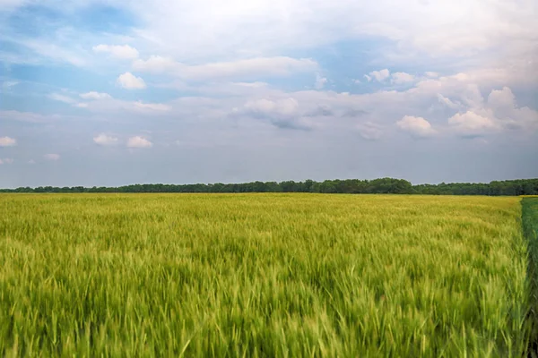 Beautiful, colorful fields at the end of May near Wroclaw, Poland.