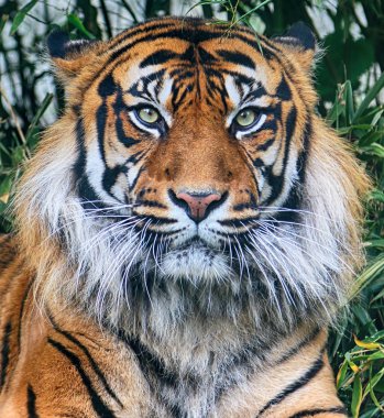 Wroclaw, Polonya - 20 Mayıs 2019: Sumatran kaplanı (Panthera tigris sumatrae) Endonezya 'nın Sumatra adasında bulunan nadir bir kaplan popülasyonu. Wroclaw, Polonya Hayvanat Bahçesi.