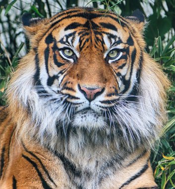 Wroclaw, Polonya - 20 Mayıs 2019: Sumatran kaplanı (Panthera tigris sumatrae) Endonezya 'nın Sumatra adasında bulunan nadir bir kaplan popülasyonu. Wroclaw, Polonya Hayvanat Bahçesi.