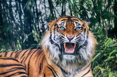Wroclaw, Polonya - 20 Mayıs 2019: Sumatran kaplanı (Panthera tigris sumatrae) Endonezya 'nın Sumatra adasında bulunan nadir bir kaplan popülasyonu. Wroclaw, Polonya Hayvanat Bahçesi.