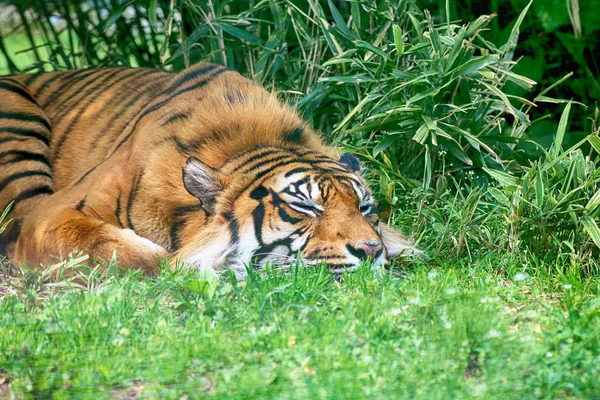 Wroclaw Polen Mai 2019 Der Sumatra Tiger Panthera Tigris Sumatrae — Stockfoto