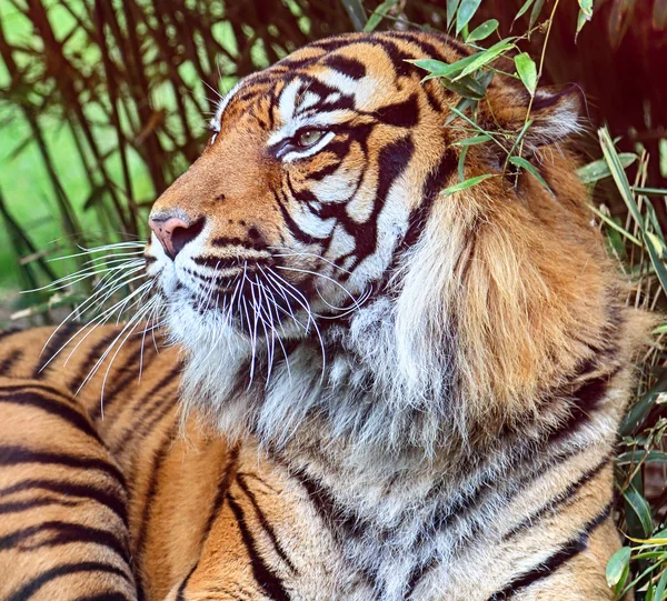 Wroclaw Polen Maj 2019 Sumatrantigern Panthera Tigris Sumatrae Sällsynt Tigerpopulation — Stockfoto