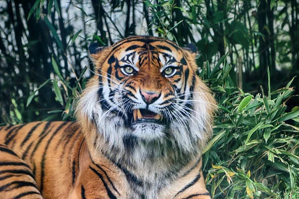 Wroclaw Pologne Mai 2019 Tigre Sumatra Panthera Tigris Sumatrae Est — Photo