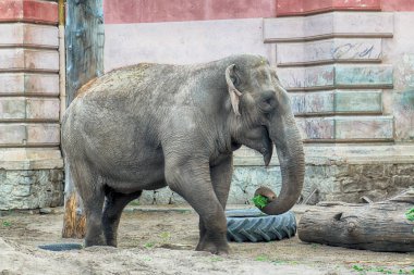 Wroclaw, Polonya - 20 Mayıs 2019: fil. Wroclaw Zooloji Bahçesi, Polonya 'nın en eski ve en çok ziyaret edilen hayvanat bahçesi.).