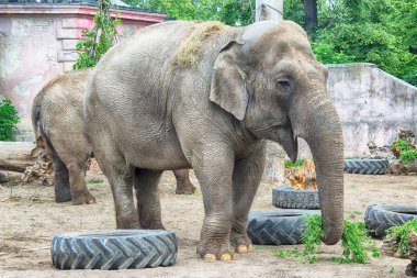 Wroclaw, Polonya - 20 Mayıs 2019: fil. Wroclaw Zooloji Bahçesi, Polonya 'nın en eski ve en çok ziyaret edilen hayvanat bahçesi.).