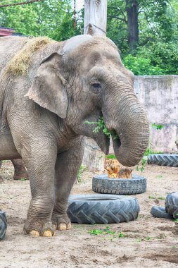 Wroclaw, Polonya - 20 Mayıs 2019: fil. Wroclaw Zooloji Bahçesi, Polonya 'nın en eski ve en çok ziyaret edilen hayvanat bahçesi.).
