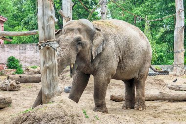 Wroclaw, Polonya - 20 Mayıs 2019: fil. Wroclaw Zooloji Bahçesi, Polonya 'nın en eski ve en çok ziyaret edilen hayvanat bahçesi.).