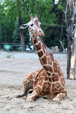 Wroclaw, Polonya - 20 Mayıs 2019: zürafa. Wroclaw Zooloji Bahçesi, Polonya 'nın en eski ve en çok ziyaret edilen hayvanat bahçesi.).