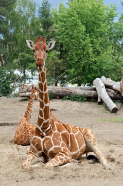 Wroclaw, Polonya - 20 Mayıs 2019: zürafa. Wroclaw Zooloji Bahçesi, Polonya 'nın en eski ve en çok ziyaret edilen hayvanat bahçesi.).