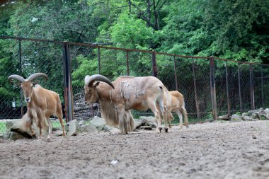 WROCLAW, POLAND - MAY 20, 2019: The Wroclaw Zoological Garden is the oldest and most visited zoo in Poland (and the fifth in Europe). It is also the largest collection of animals in Poland.
