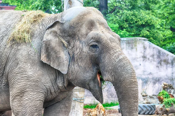 Breslau Polen Mai 2019 Elefant Der Zoo Von Breslau Ist — Stockfoto