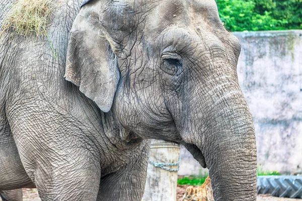 Wroclaw Polonia Mayo 2019 Elefante Jardín Zoológico Wroclaw Zoológico Más — Foto de Stock