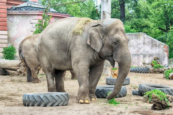 Wroclaw Polonia Mayo 2019 Elefante Jardín Zoológico Wroclaw Zoológico Más — Foto de Stock