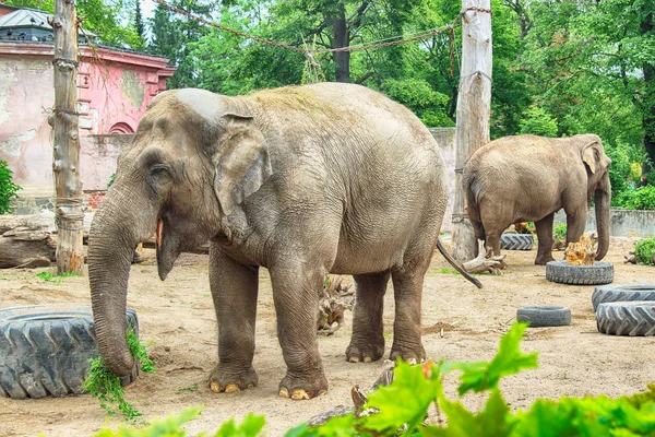 Breslau Polen Mai 2019 Elefant Der Zoo Von Breslau Ist — Stockfoto
