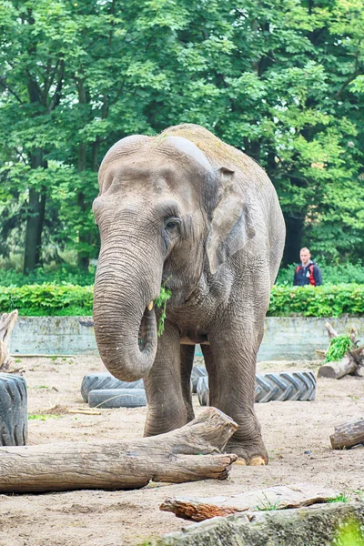 Wroclaw Polonia Mayo 2019 Elefante Jardín Zoológico Wroclaw Zoológico Más — Foto de Stock