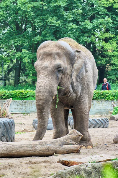 Wroclaw Polonia Mayo 2019 Elefante Jardín Zoológico Wroclaw Zoológico Más — Foto de Stock